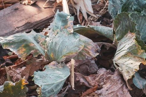 Cabbage field has been damaged by disease. Foto stock