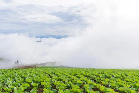 Cabbage field with mist Stock Photos