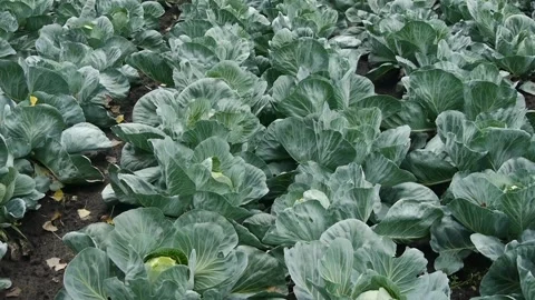 Cabbage field - pan 스톡 동영상 171988913