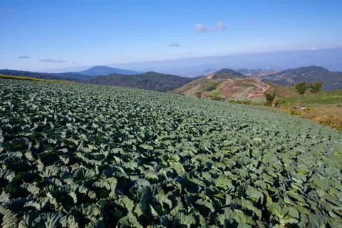 Cabbage field Stock Photos