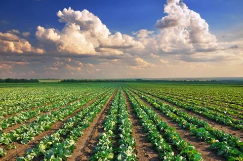 Cabbage field Stock Photos