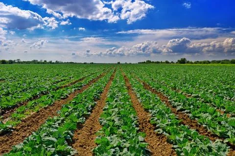Cabbage field Stock Photos
