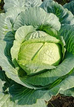 Cabbage on a field Foto stock