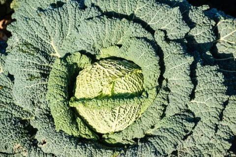 Cabbage on a field Stock Photos