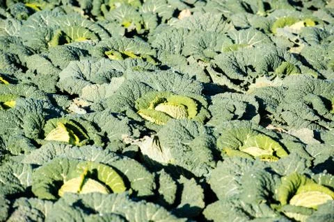 Cabbage on a field Stock Photos