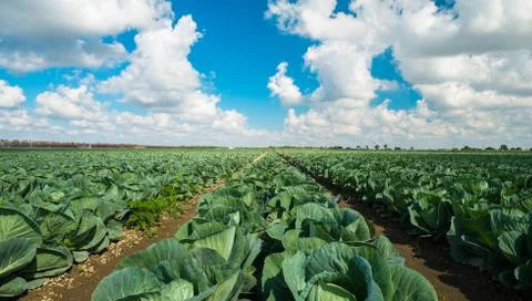 Cabbage field Stock Photos