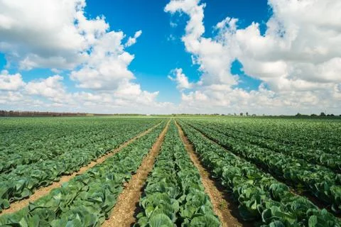 Cabbage field Stock Photos