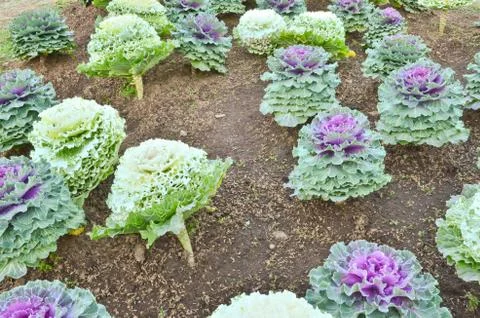 Cabbage in the field Stock Photos