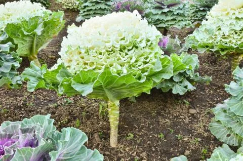 Cabbage in the field 스톡 사진