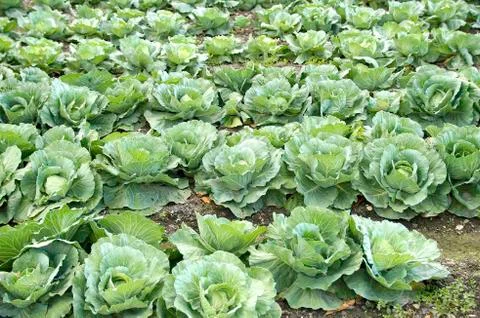 Cabbage in the field Foto stock
