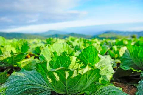 Cabbage field 写真素材