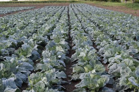 Cabbage field Stock Photos