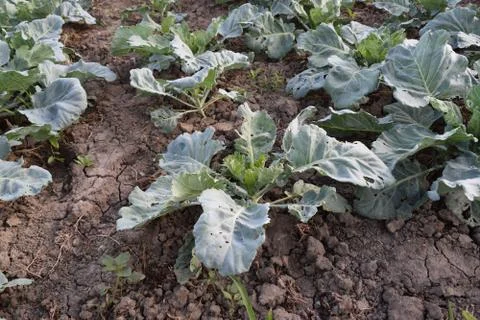 Cabbage field Stock Photos