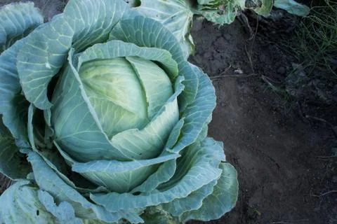 Cabbage on the field Stock Photos