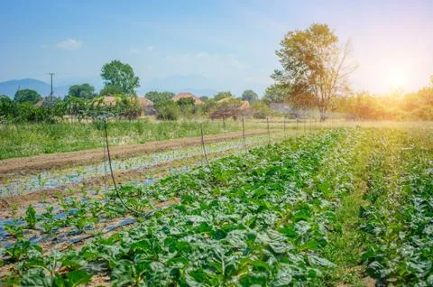 The cabbage field Stock Photos