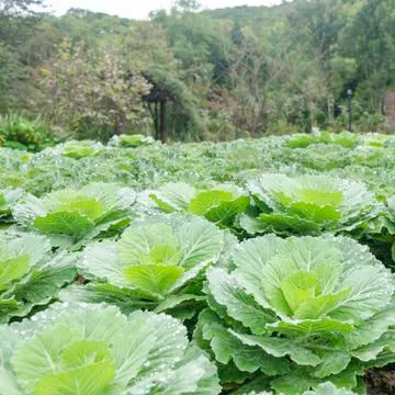 Cabbage field Stock Photos