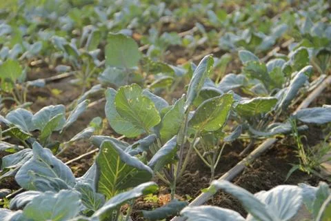 Cabbage in a field Stock Photos