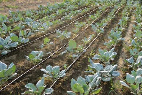 Cabbage in a field Stock Photos