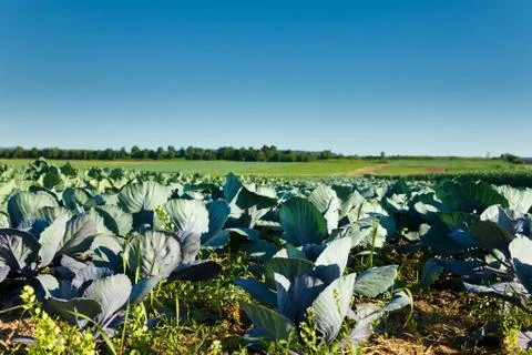 Cabbage Field Stock Photos