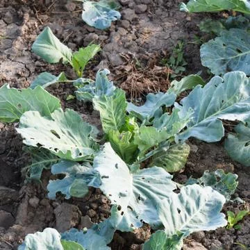 The cabbage field Foto stock