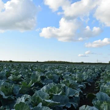 Cabbage field Foto stock