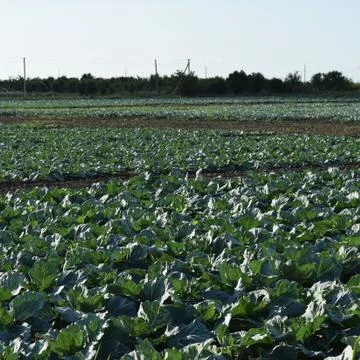 Cabbage field Foto stock