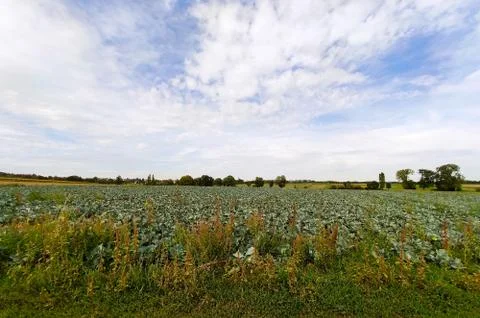 Cabbage field Stock Photos