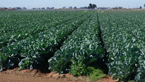 Cabbage field  with rows vegetables on a rural farm in Australia. Vídeo Stock 311519013