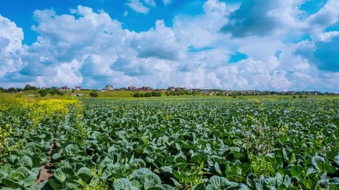 Cabbage field on a Sunny day Video stock 79728084