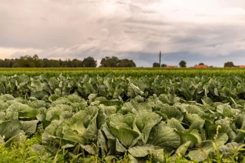 Cabbage field in a sunset light. Beautiful vivid agriculture field in rural a Stock Photos