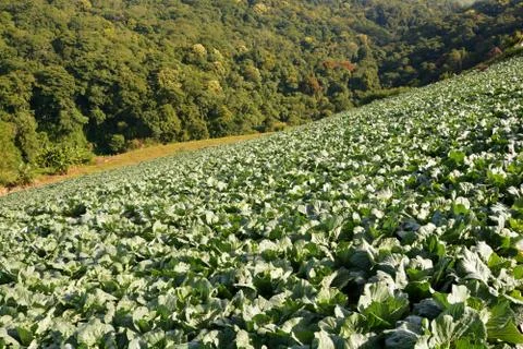 Cabbage field. Thailand Stock Photos