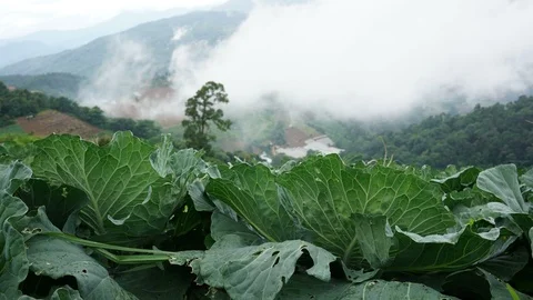 Cabbage field timelapse Stock Footage 91408921