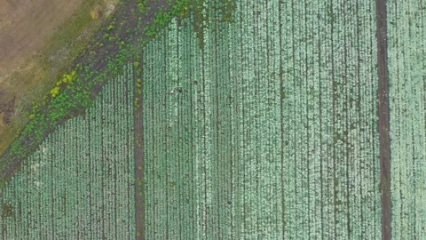 Cabbage field, top view from a drone Stock Footage 275257606