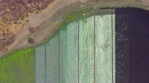 Cabbage field, top view from a drone Stock Footage 275257641