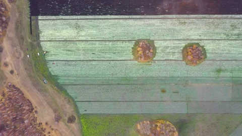 Cabbage field, top view from a drone Stock Footage 275568452