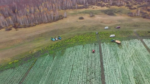 Cabbage field, top view from a drone Video stock 275568463
