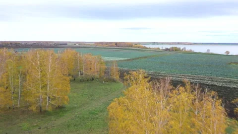 Cabbage field, top view from a drone Stock Footage 275631980