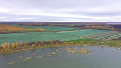 Cabbage field, top view from a drone Stock Footage 275631998
