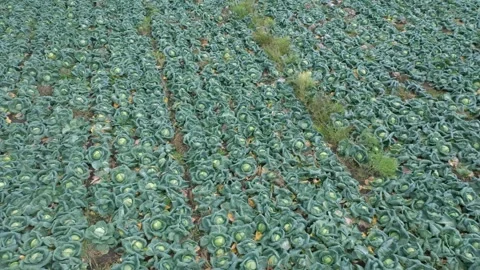 Cabbage field, top view from a drone Stock Footage 295360527