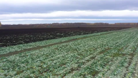 Cabbage field, top view from a drone Stock Footage 295360540
