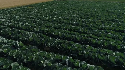Cabbage Field Viewed from a Drone 2 Vídeos de archivo 333180336