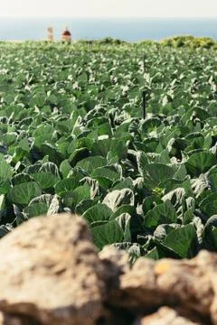 Cabbage fields in bright sunlight on the outskirts of Bahrija and Mtahleb, .. 库存照片