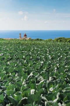 Cabbage fields in bright sunlight on the outskirts of Bahrija and Mtahleb, .. 库存照片