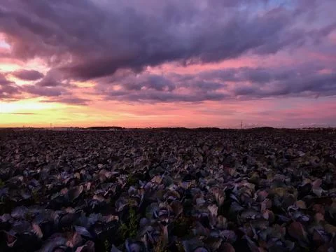Cabbage fields with dramatic sunset sky. Stock Photos