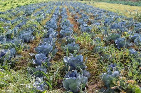Cabbage Fields: Exploring Vegetable Agriculture in Tunisia. Stock Photos