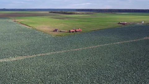 Cabbage fields Stock Footage 162121064