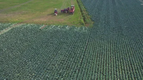 Cabbage fields Stock Footage 162121077