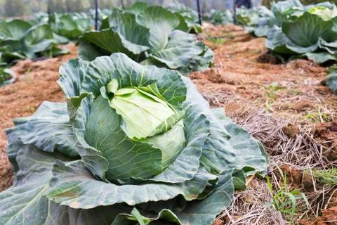 Cabbage fields Stock Photos