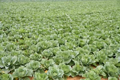 Cabbage fields, rows of vegetable food Stock Photos
