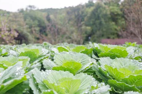 Cabbage filed Stock Photos